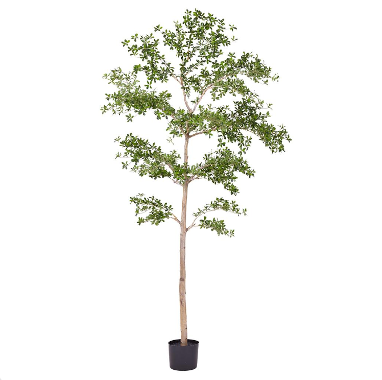 pot plants with 9 leaves Shady Lady Tree in Planter's Pot 9' – William Glen